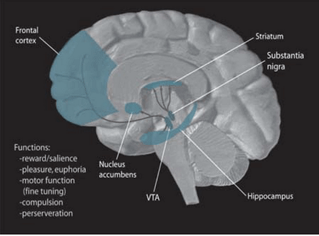 Novelty And The Brain: Why New Things Make Us Feel So Good