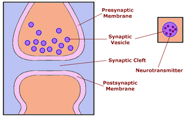 How To Harness Your Brain’s Dopamine Supply And Increase Motivation