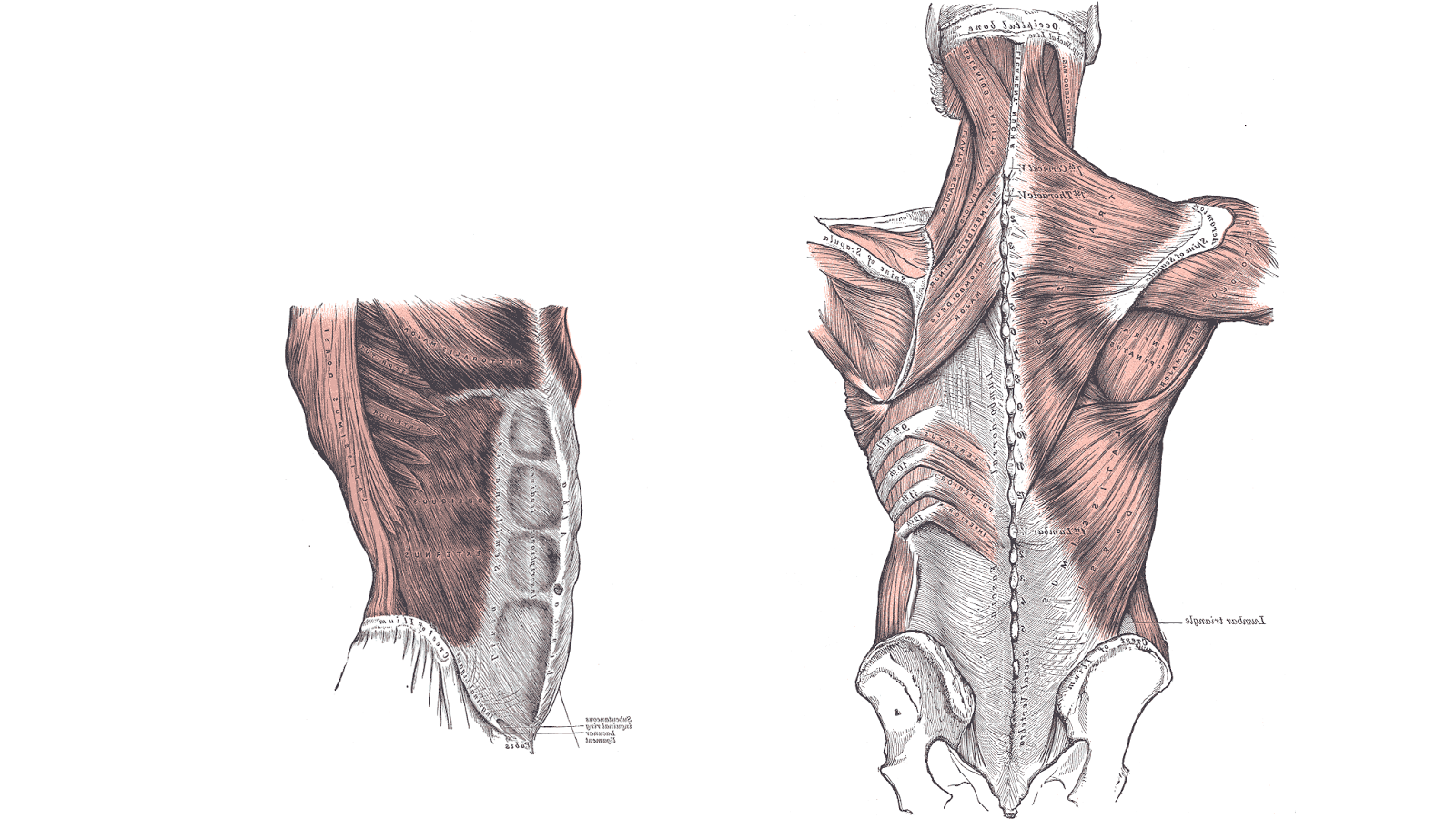 What Your Core Really Is And How To Strengthen It