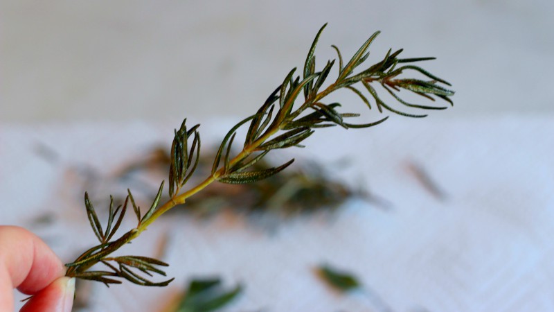 How To Fry Herbs, And What To Do With Them