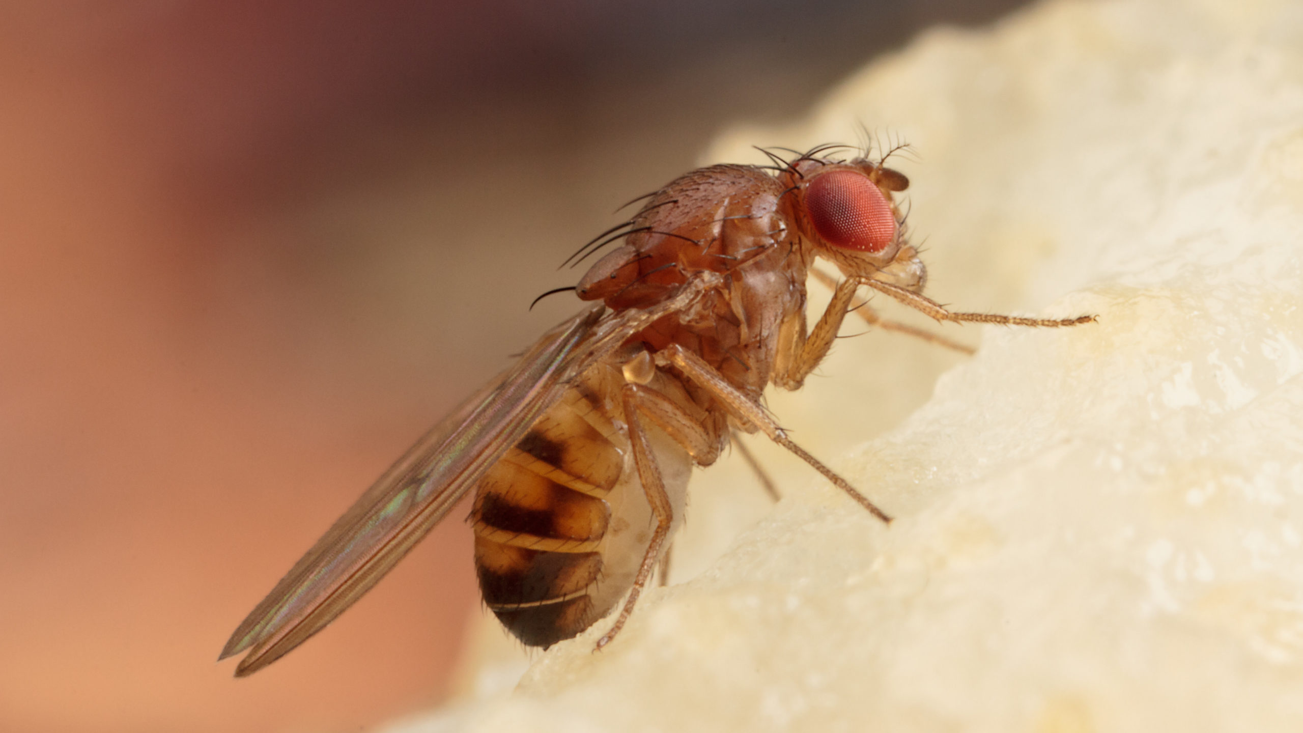 How to Kill Fruit Flies and Their Lookalikes