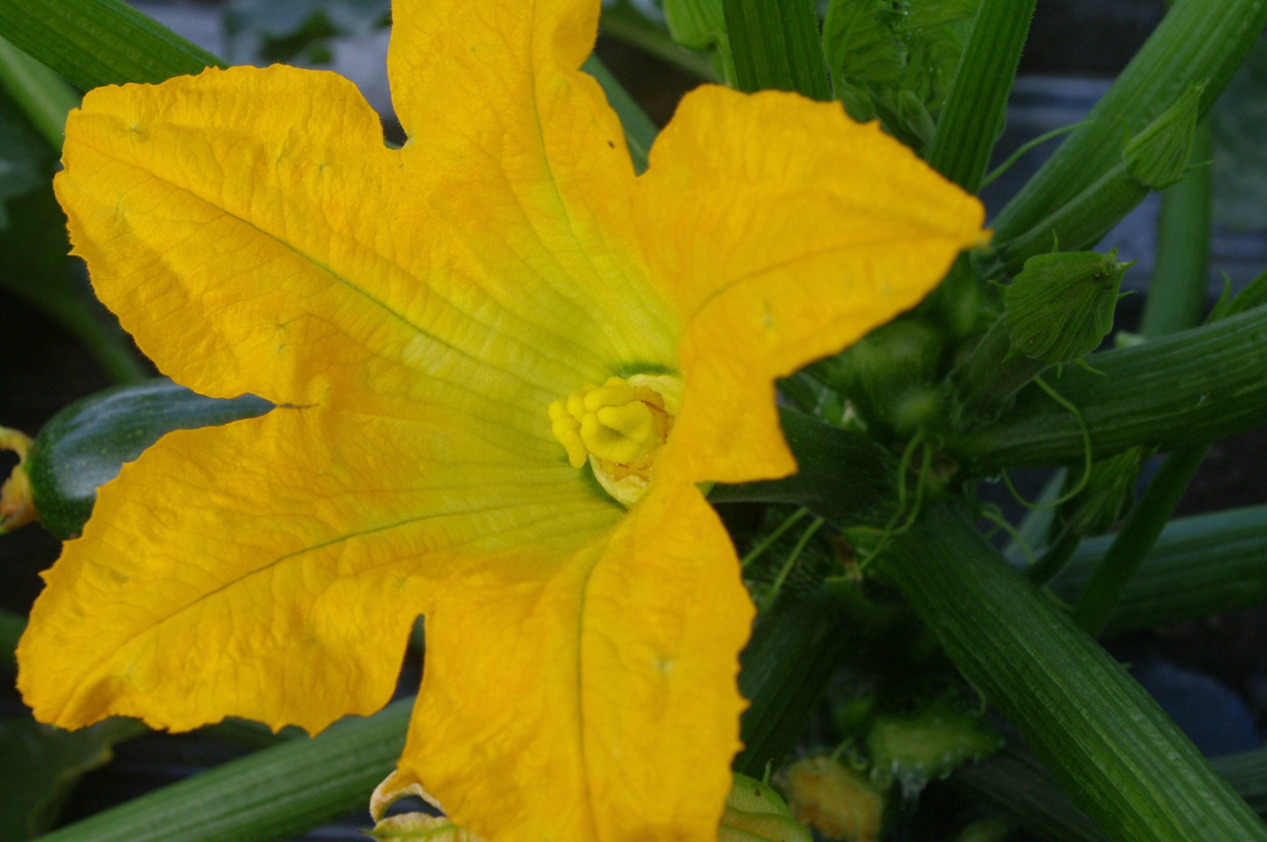 This is a female flower (Photo: Matsumoto, Shutterstock)