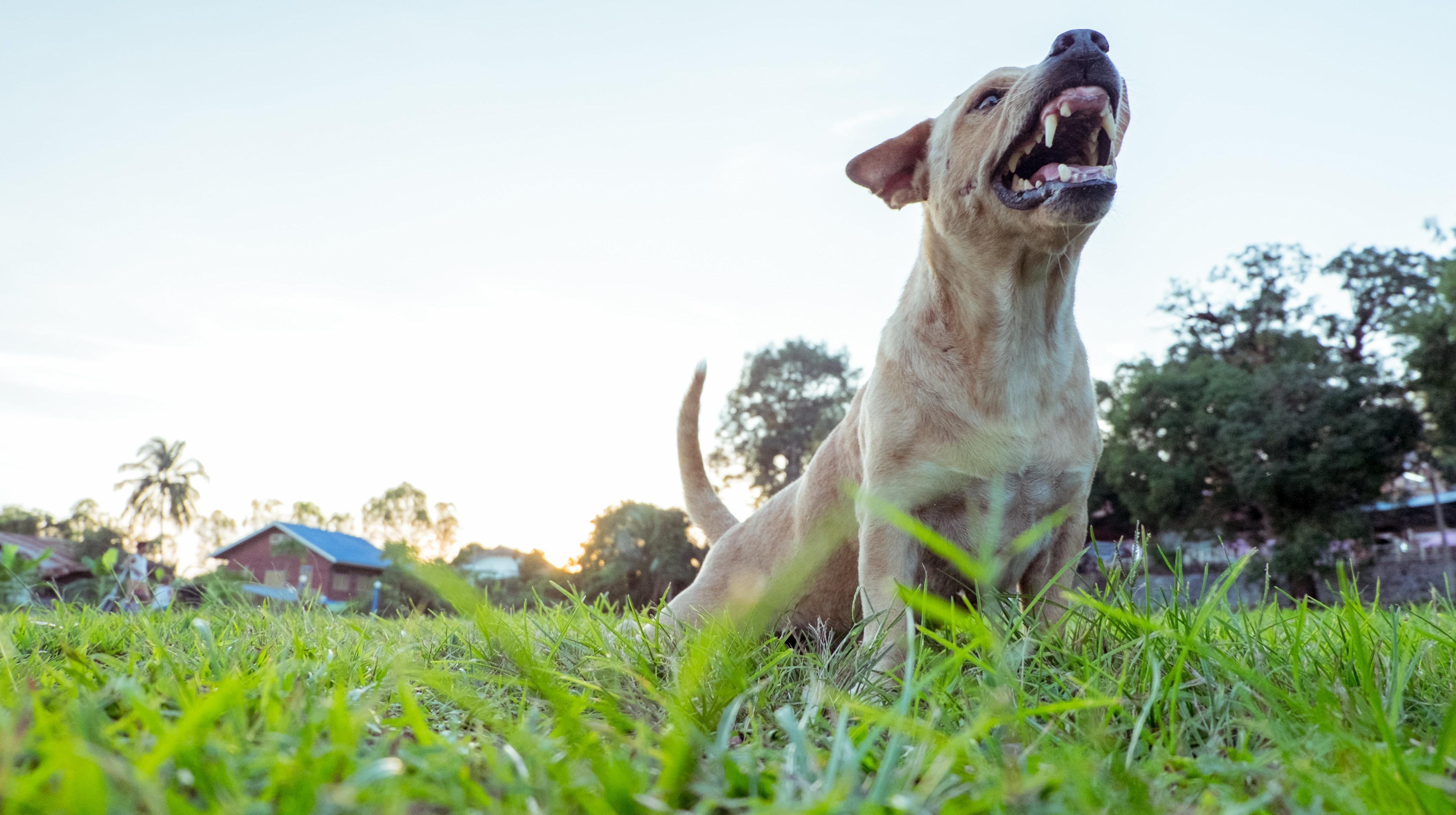 Photo: Thanapum Onto, Shutterstock