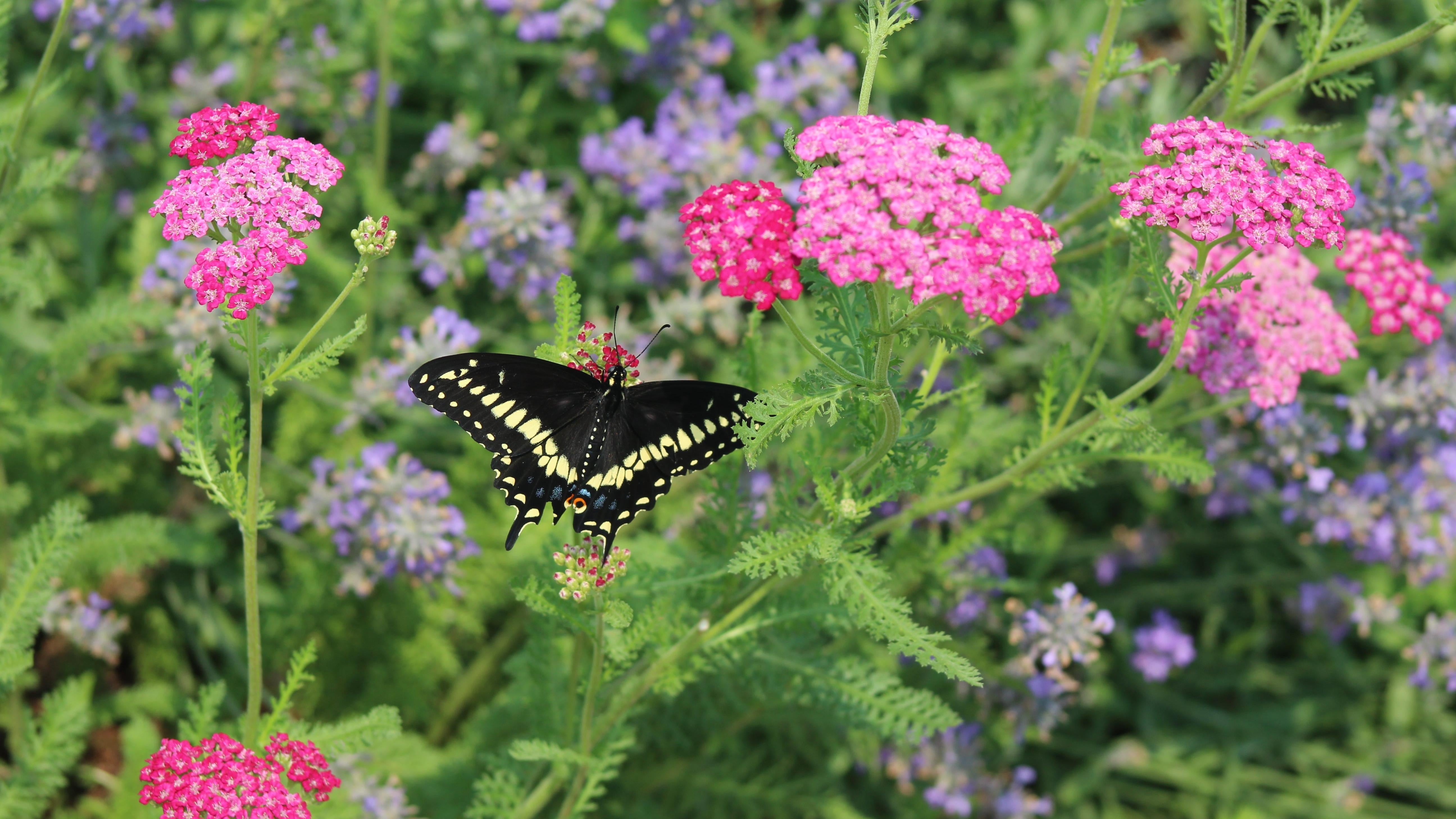 Photo: Jenifer Burke, Shutterstock