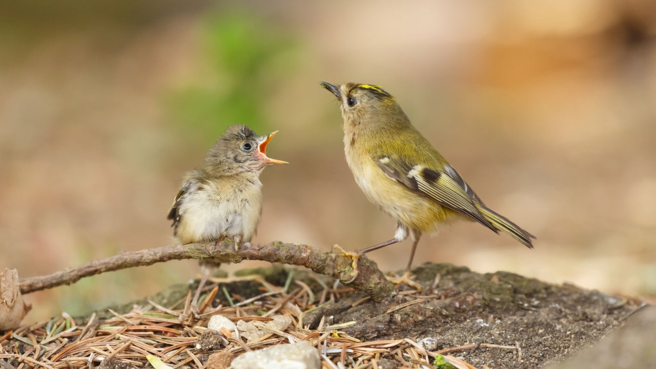 Photo: Paul Maguire, Shutterstock