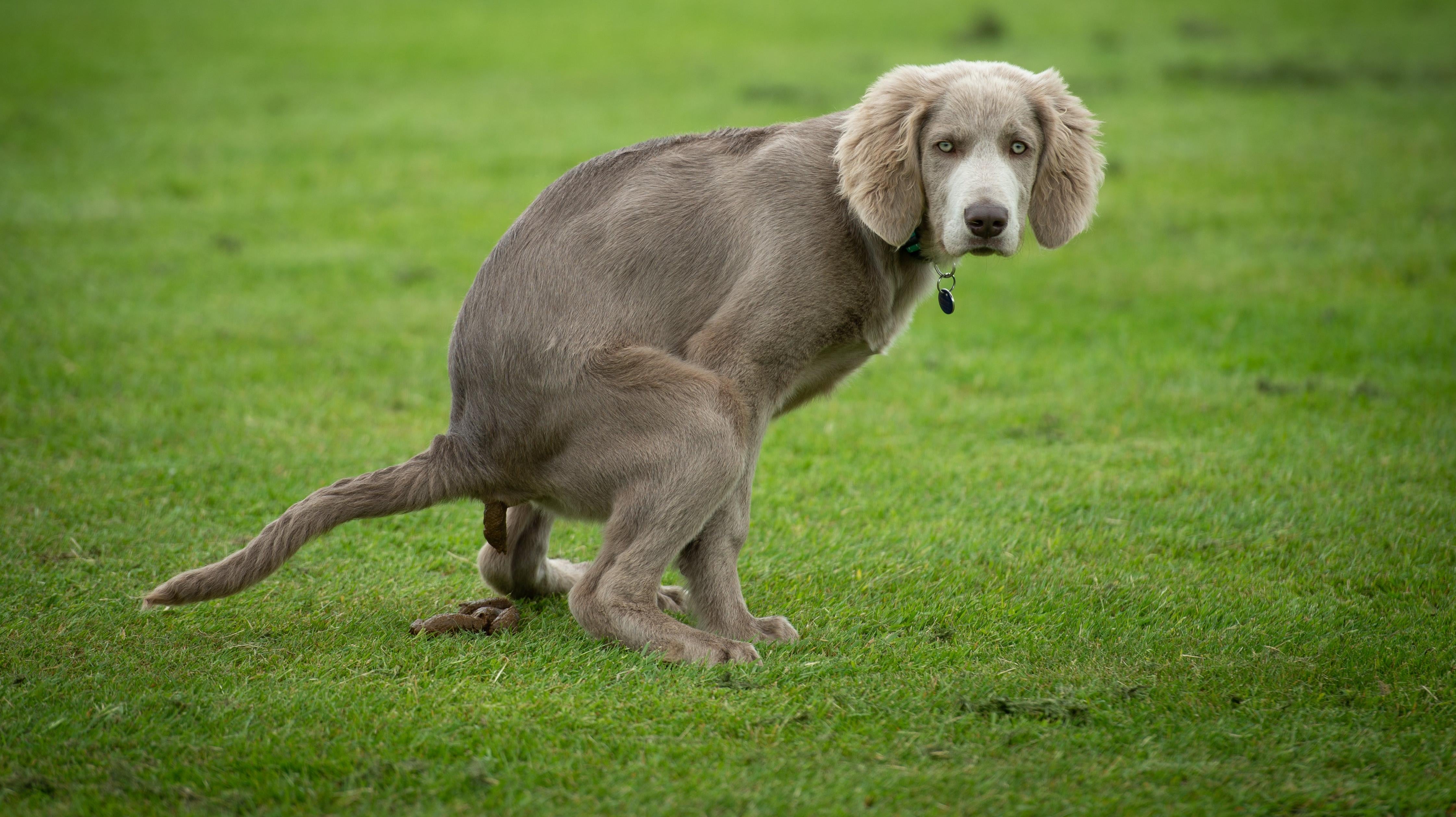 Photo: Natwick, Shutterstock