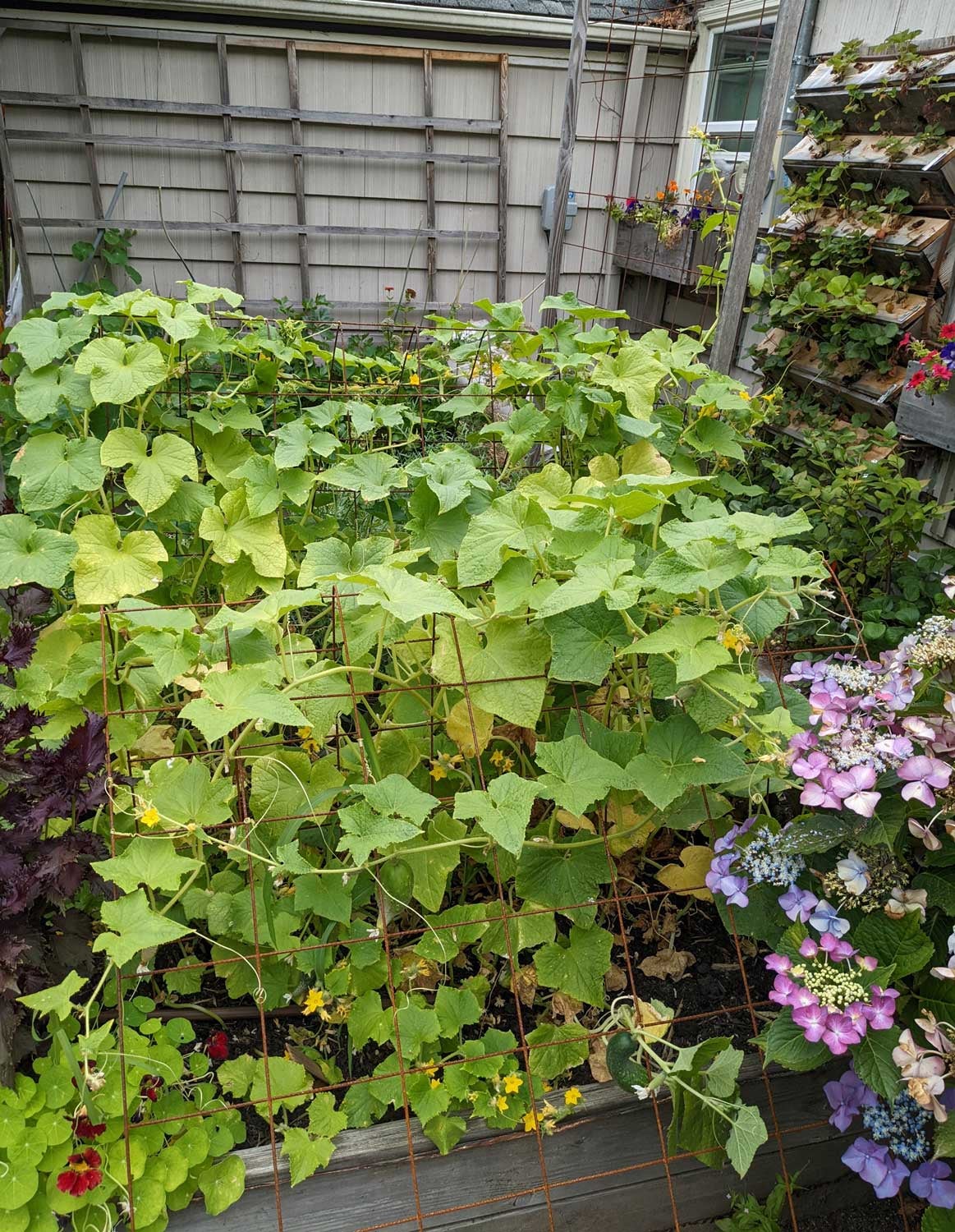 Cucumbers, nasturtium and shiso grow on an a-frame trellis.  (Photo: Amanda Blum)