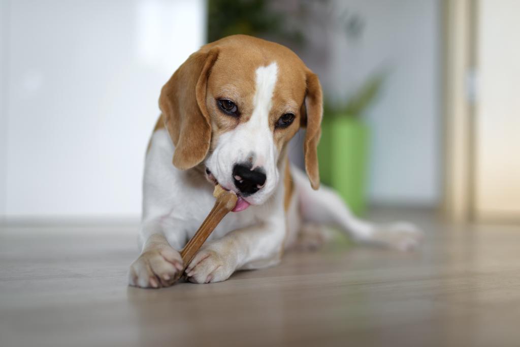 Dog's teeth dental dog clean dogs teeth dog teeth cleaning