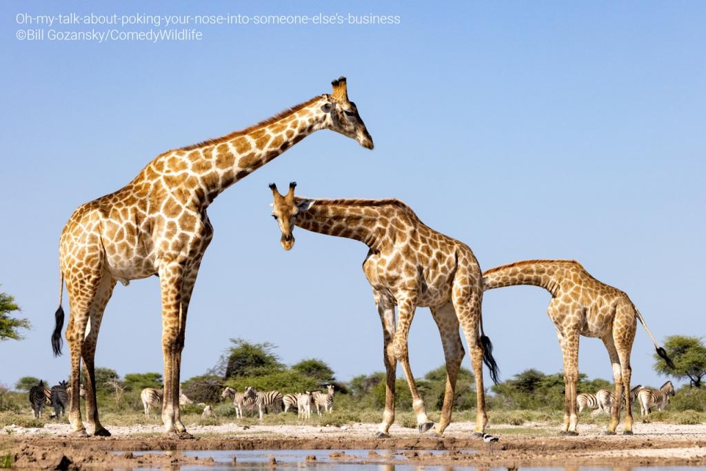 comedy wildlife photography awards 2023