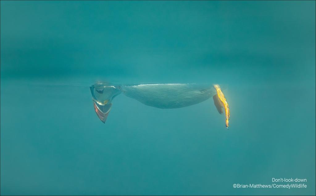 comedy wildlife photography awards 2023