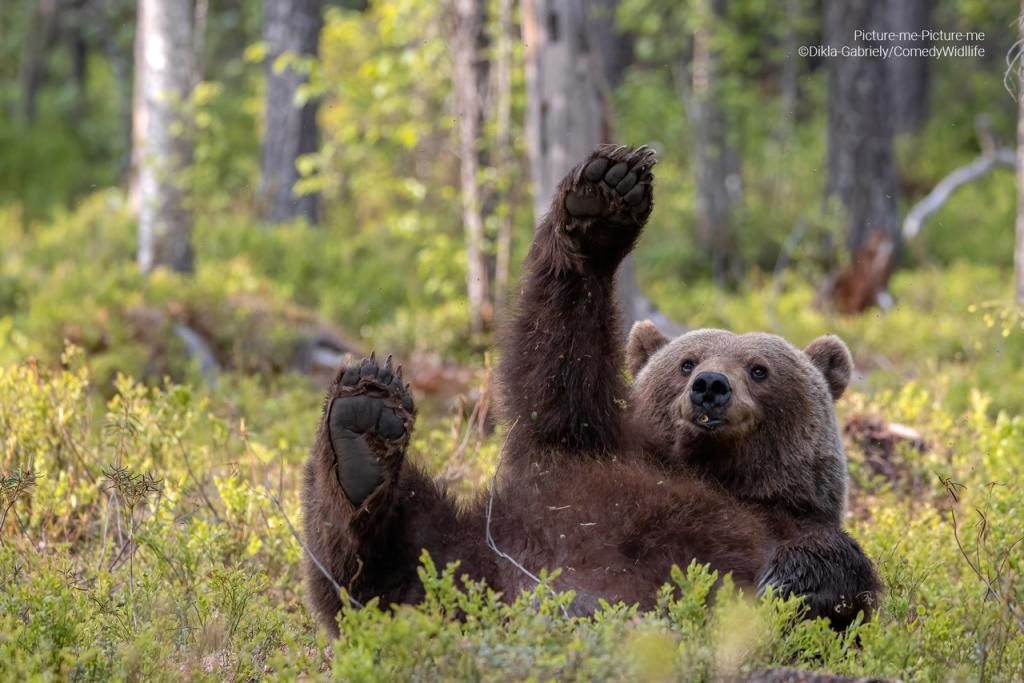 comedy wildlife photography awards 2023