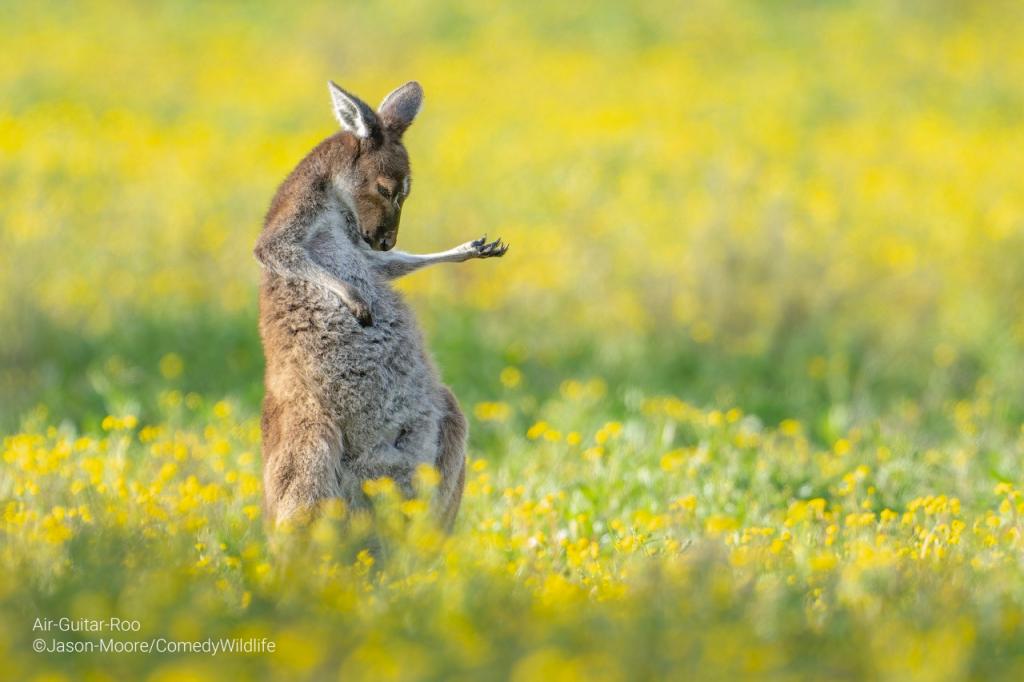 comedy wildlife photography awards 2023