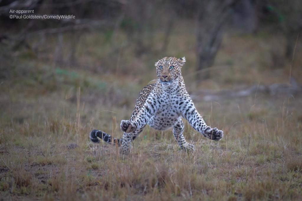 comedy wildlife photography awards 2023