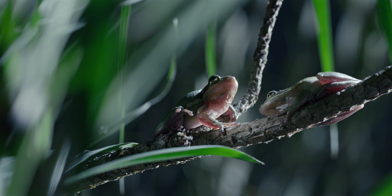 Tiny Creatures, Netflix, Streaming