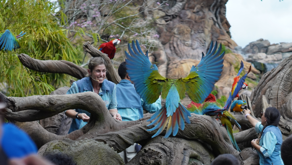 Magic of Disney's Animal Kingdom, Disney+