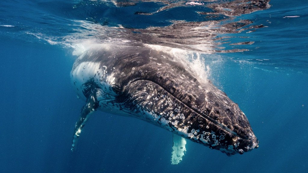 whale watching season australia