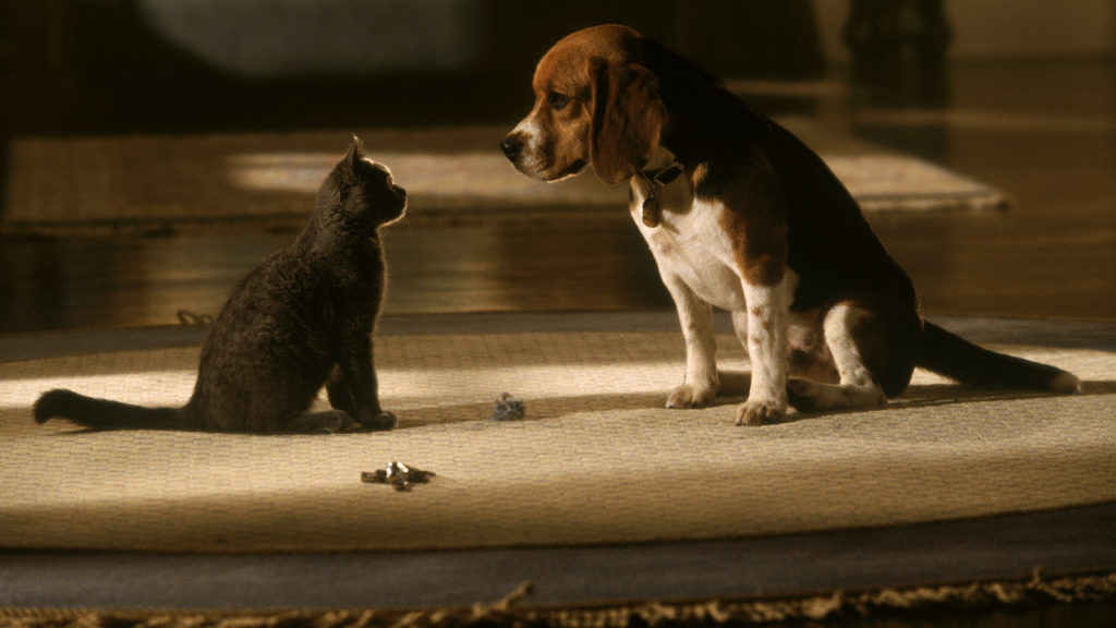 cats and dogs movie