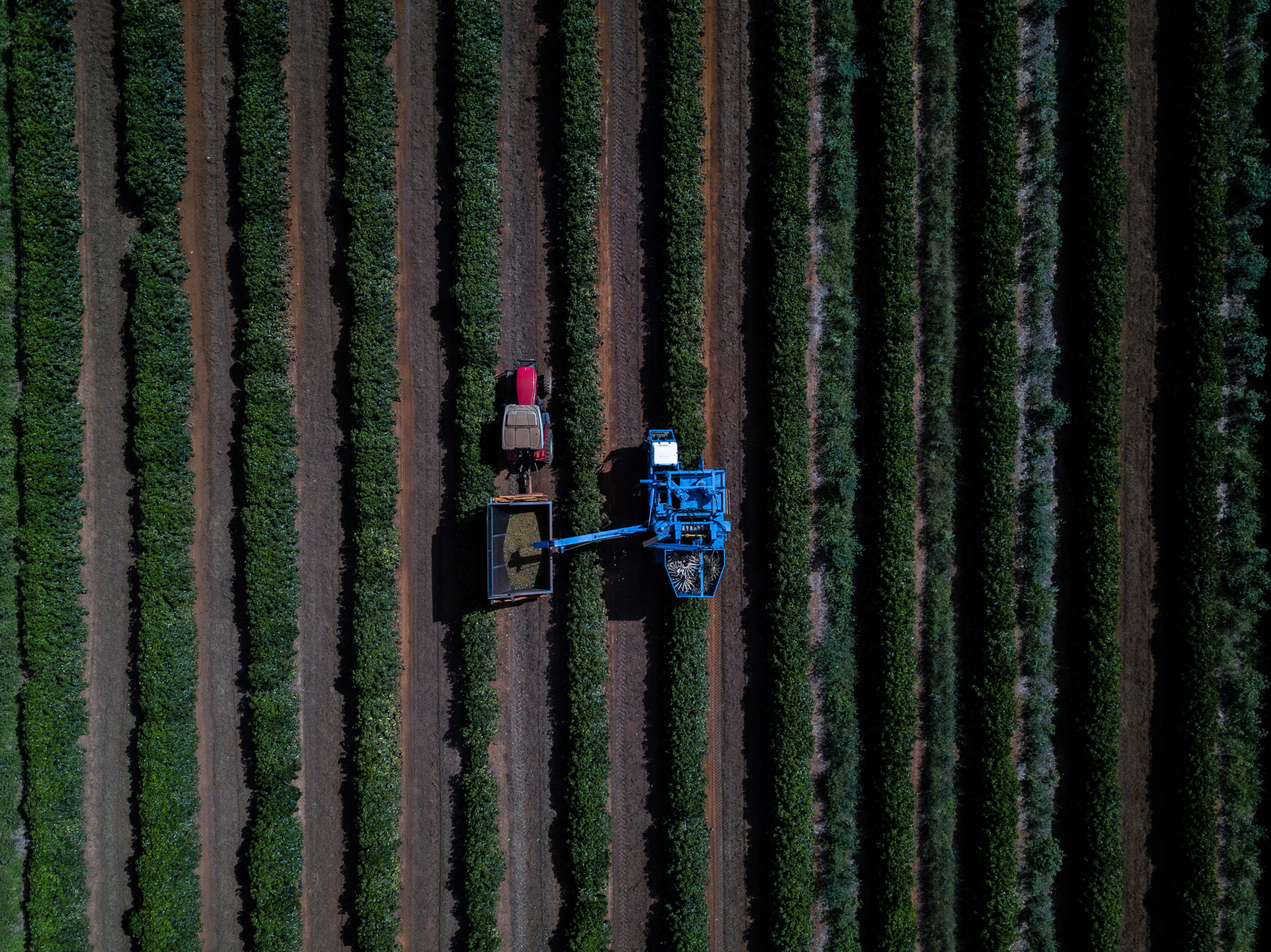 Coffee bean harvest 