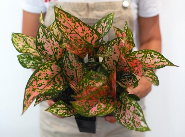 Aglaonema Lady Valentine