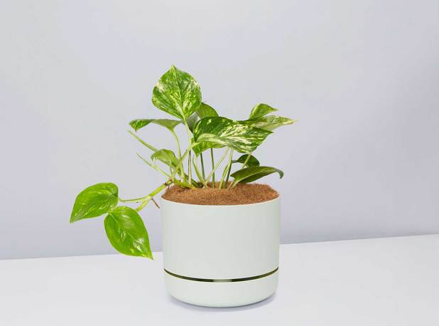 devils ivy indoor plant