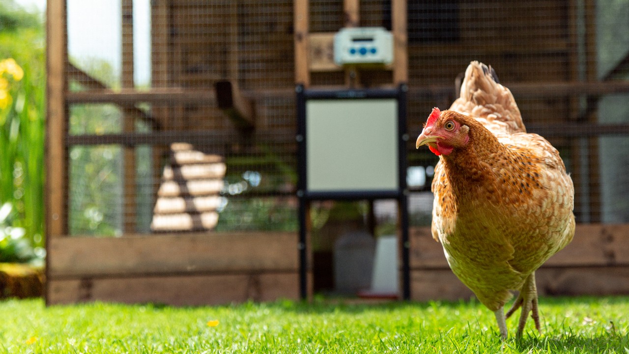 chickens pets backyard 