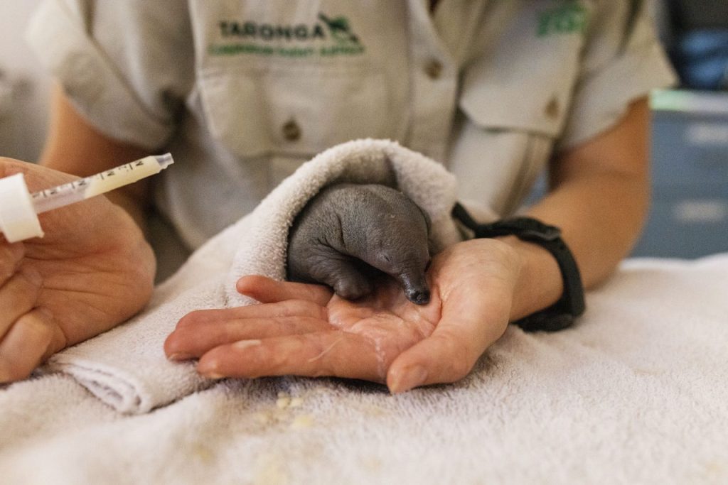 Echidna Puggle injured animals